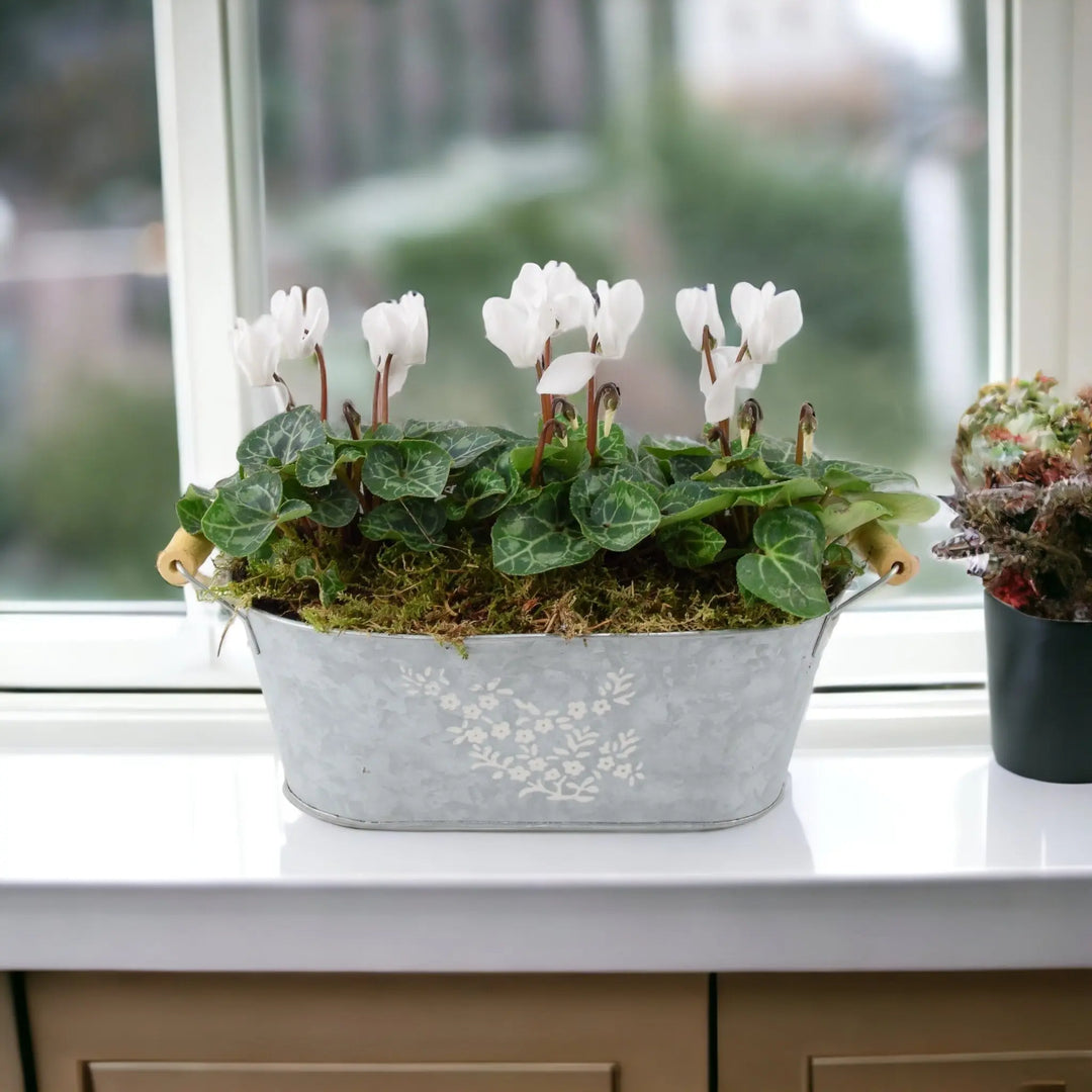 Cyclamen Floral Planted Trough