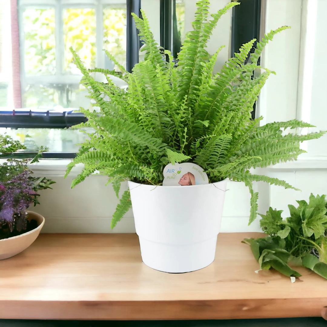 Boston Fern Large In White Ceramic Pot Plants By Post