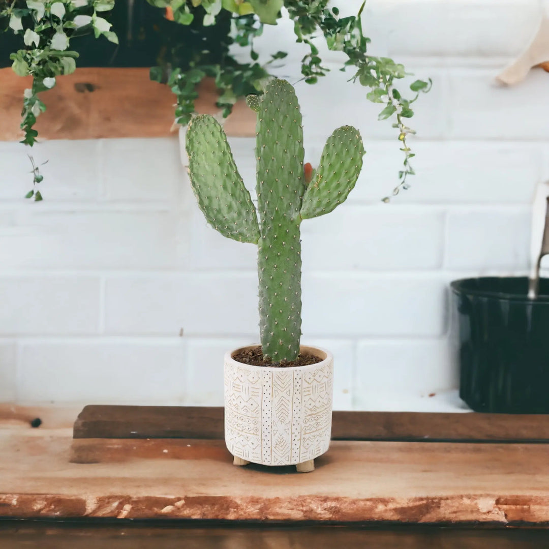 Cactus Consolea Rubescens 12cm