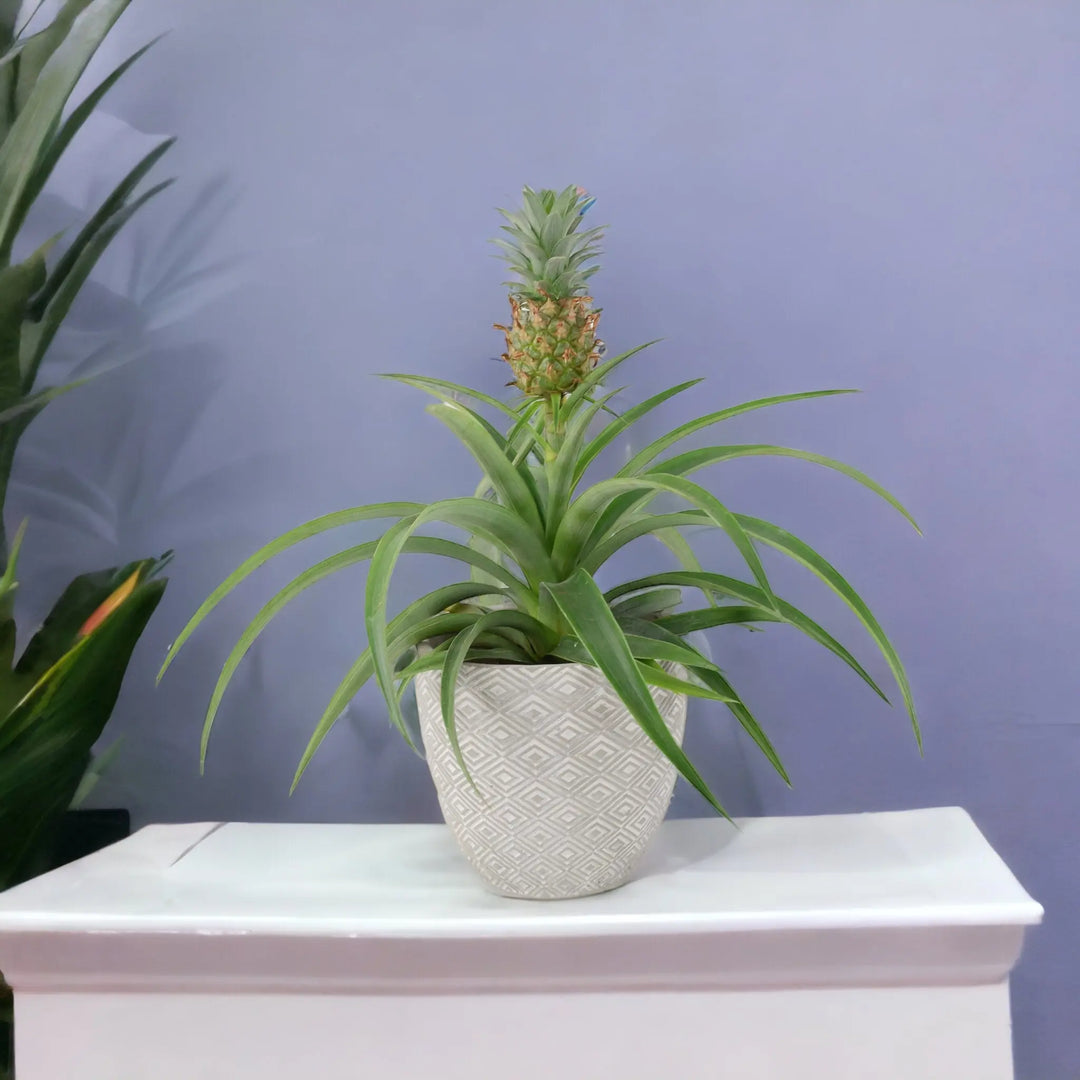 Pineapple Plant (Ananas) 12cm Pot