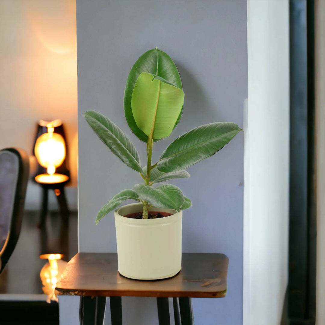 Ficus Elastica Rubber Plant 12cm in Peat Free Compost Plants By Post