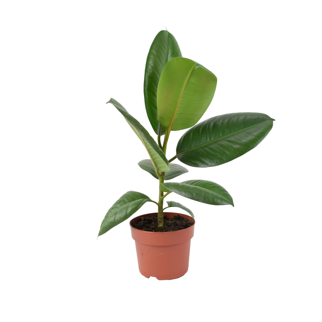 Ficus Elastica Rubber Plant 12cm in Peat Free Compost - Plants By Post