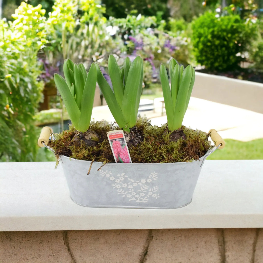 Spring Hyacinth Planted Trough x 3