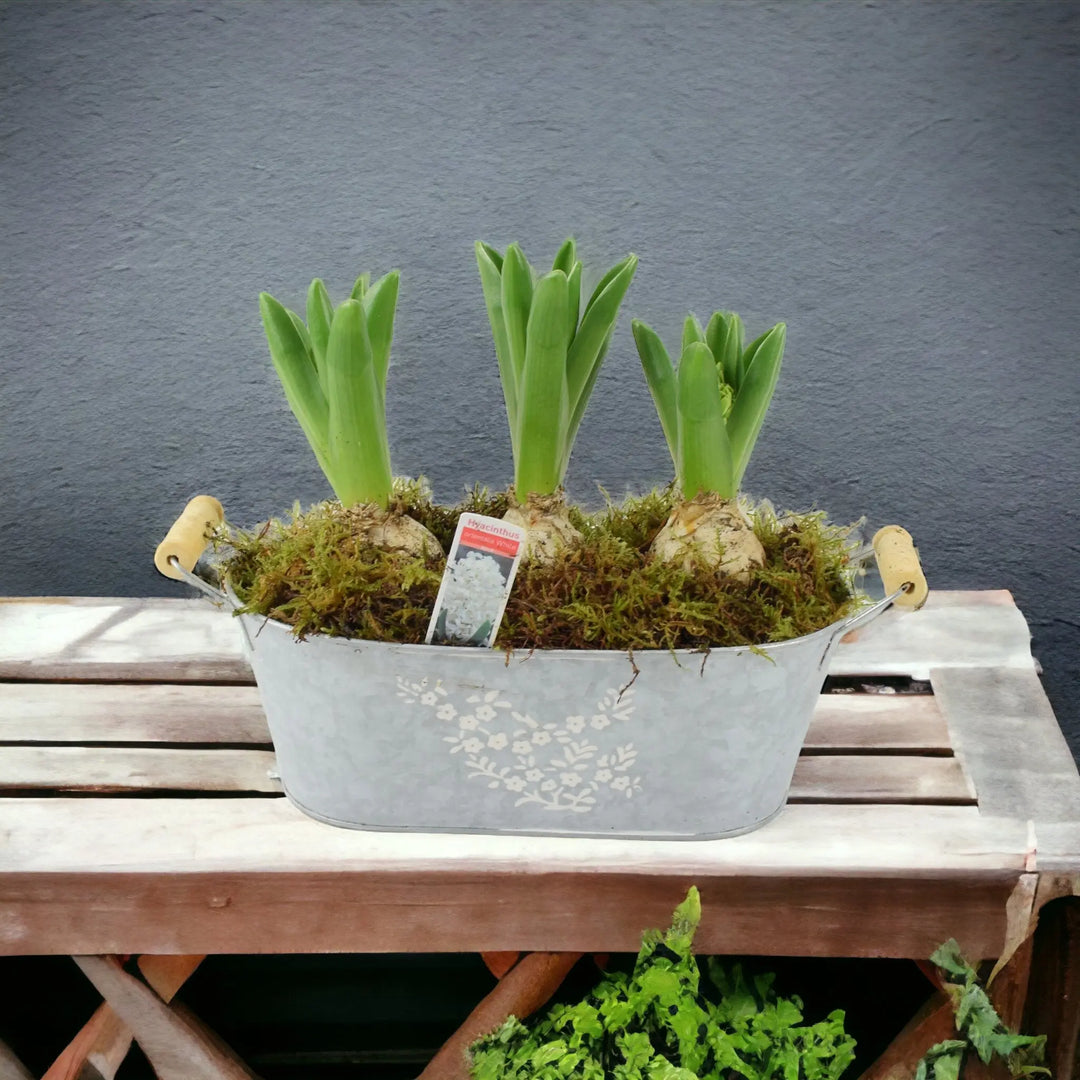 Spring Hyacinth Planted Trough x 3