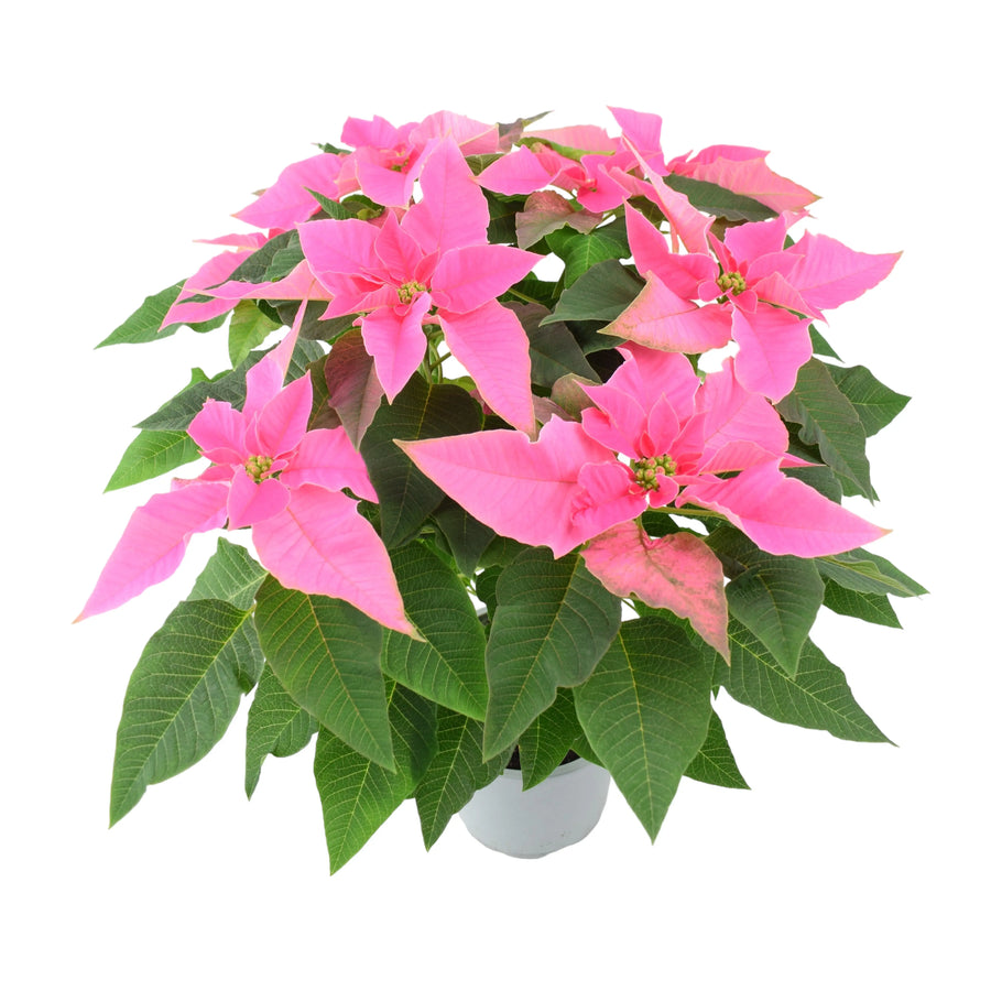 Poinsettia Pink in 13cm Pot Plants By Post