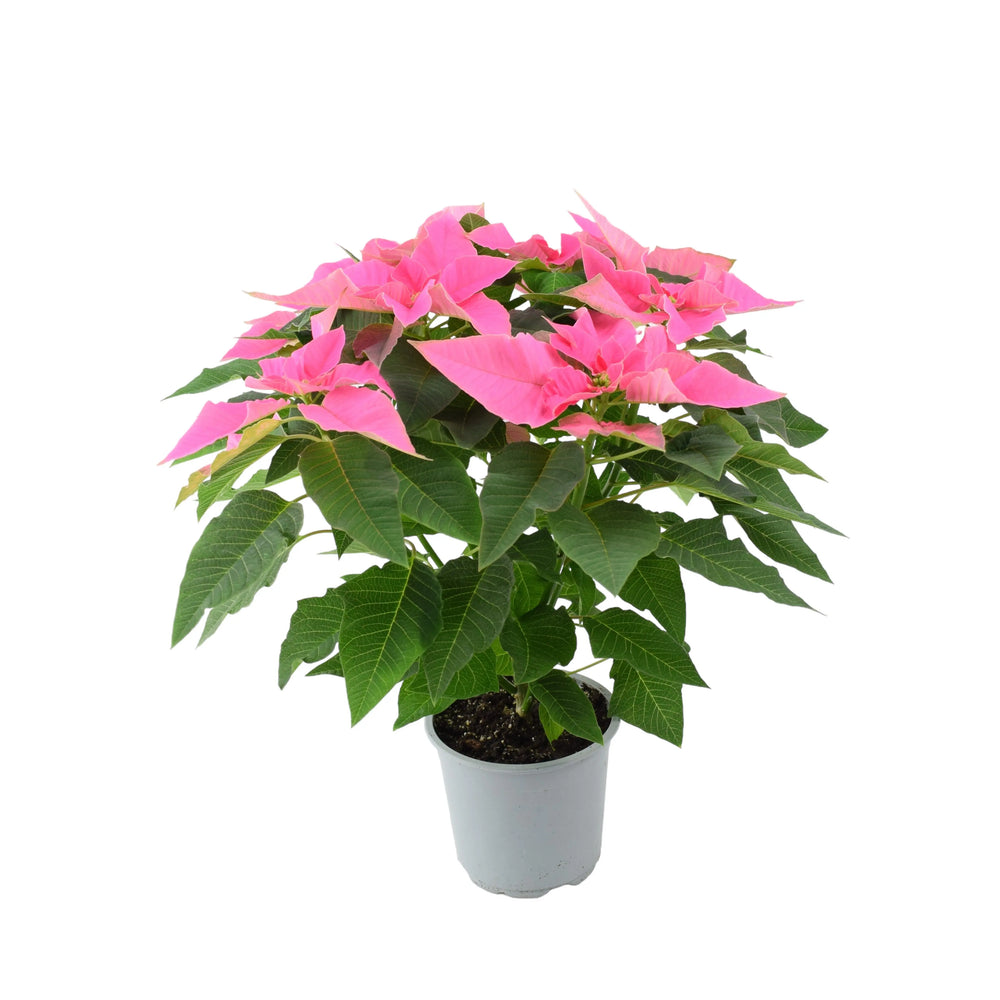 Poinsettia Pink in 13cm Pot Plants By Post