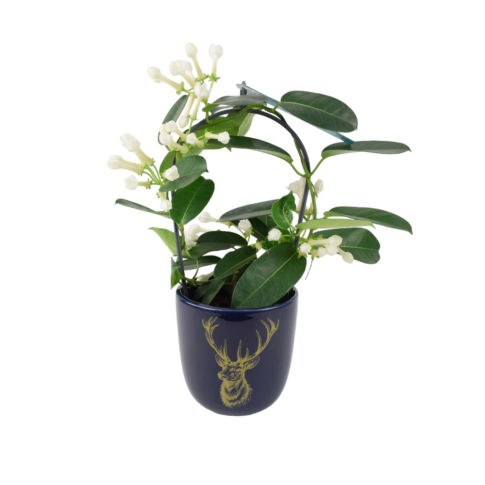 Stephanotis Floribunda Jasmine Hoop In Blue Stag Ceramic Pot Plants By Post