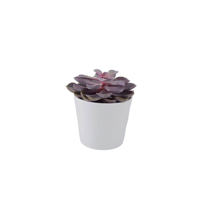 Echeveria Purple Pearl in 12cm Plants By Post