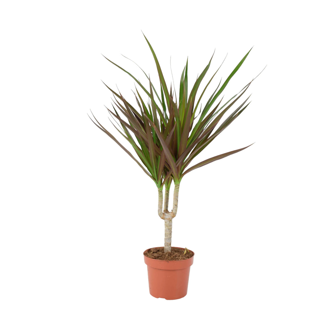 Draceana Marginata Dragon Tree Tropical Plant 12cm