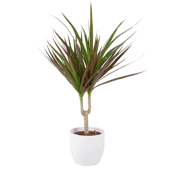 Draceana Marginata Dragon Tree Tropical Plant 12cm