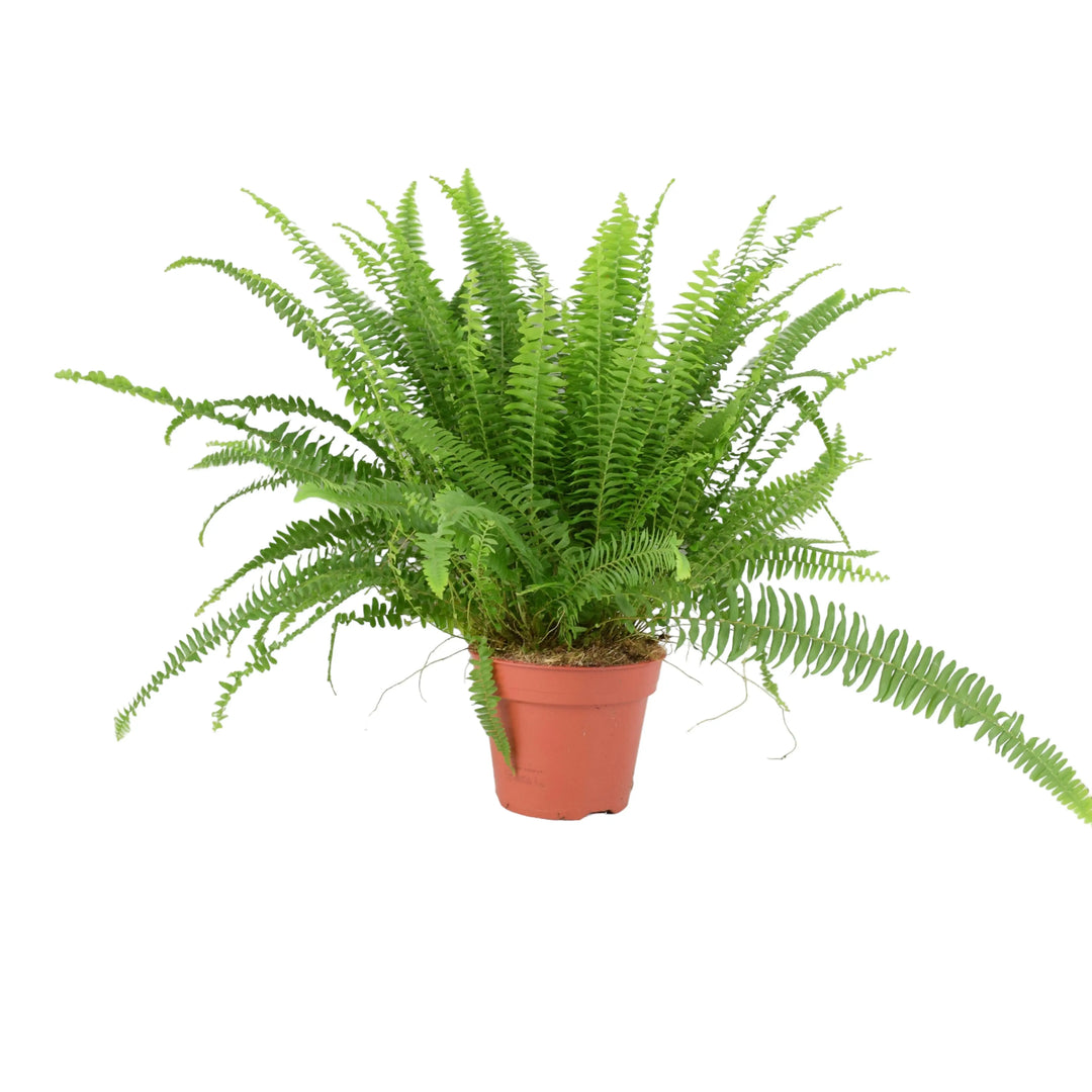 Boston Fern 17cm