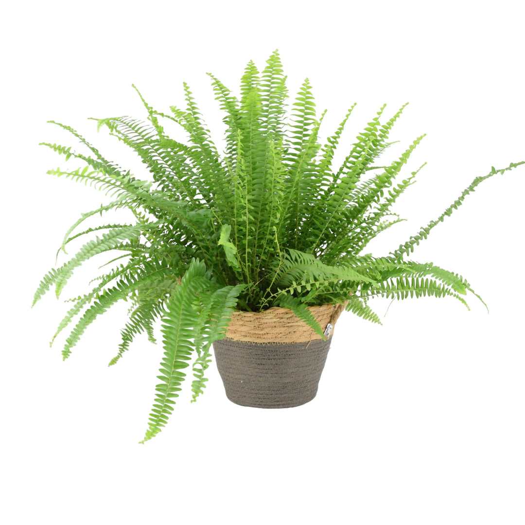 Boston Fern 17cm