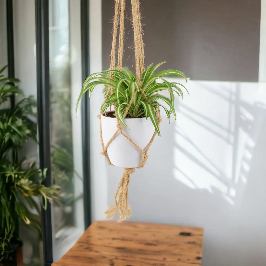 Chlorophytum Spider Plant 12cm