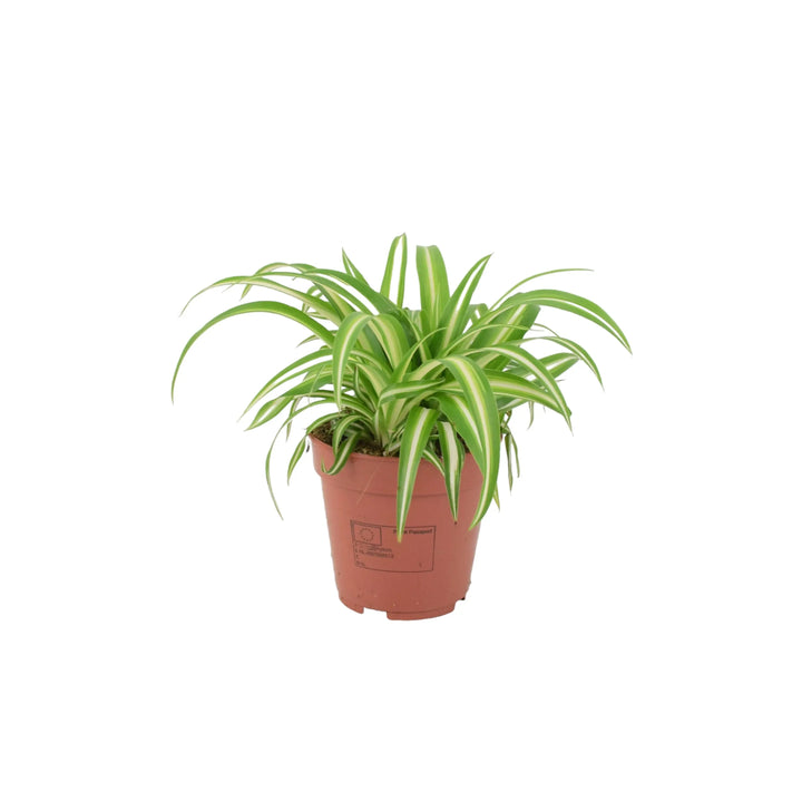 Chlorophytum Spider Plant 12cm