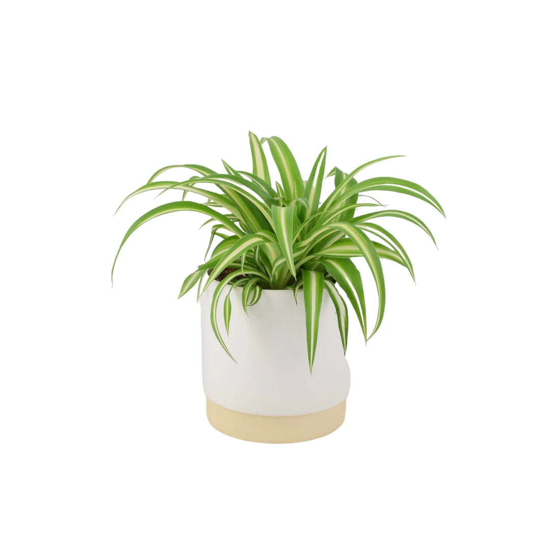 Chlorophytum Spider Plant 12cm