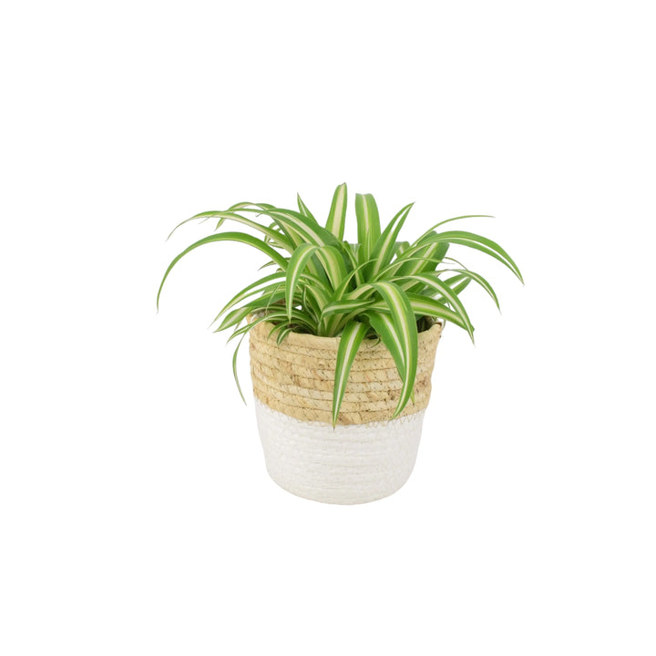 Chlorophytum Spider Plant 12cm