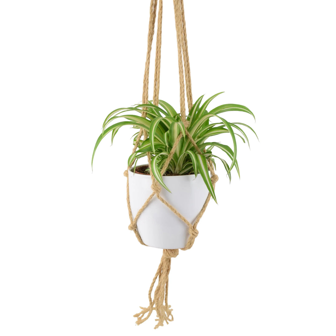 Chlorophytum Spider Plant 12cm Plants By Post