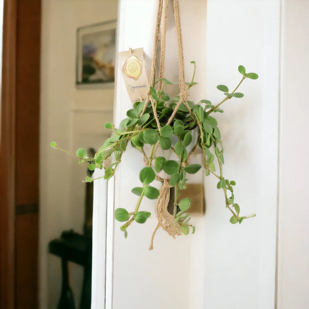 Peperomia Hope 12cm Pot Plants By Post