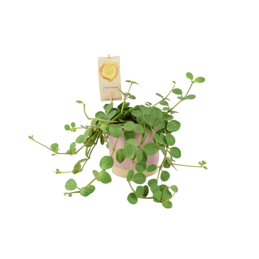 Peperomia Hope 12cm Pot Plants By Post