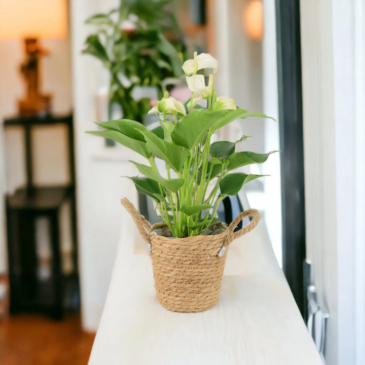 Anthurium White 12cm