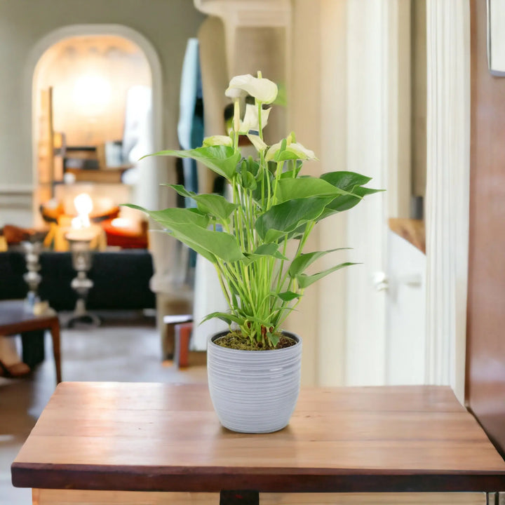 Anthurium White 12cm