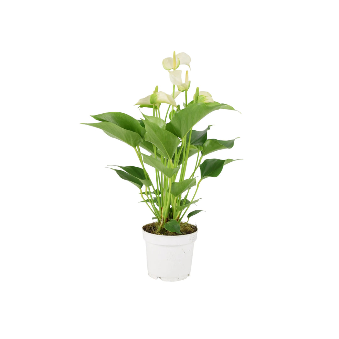 Anthurium White 12cm