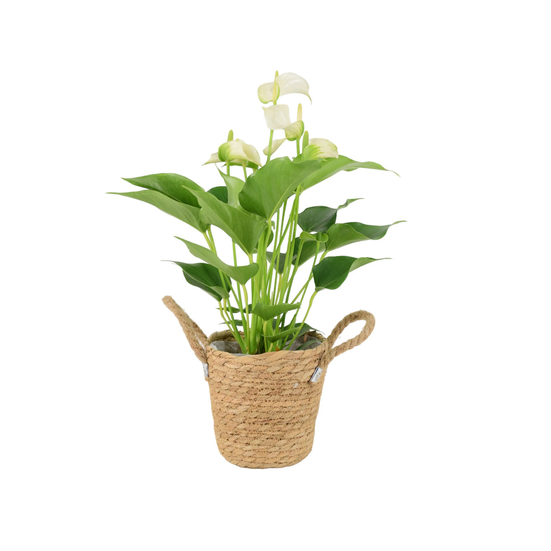 Anthurium White 12cm