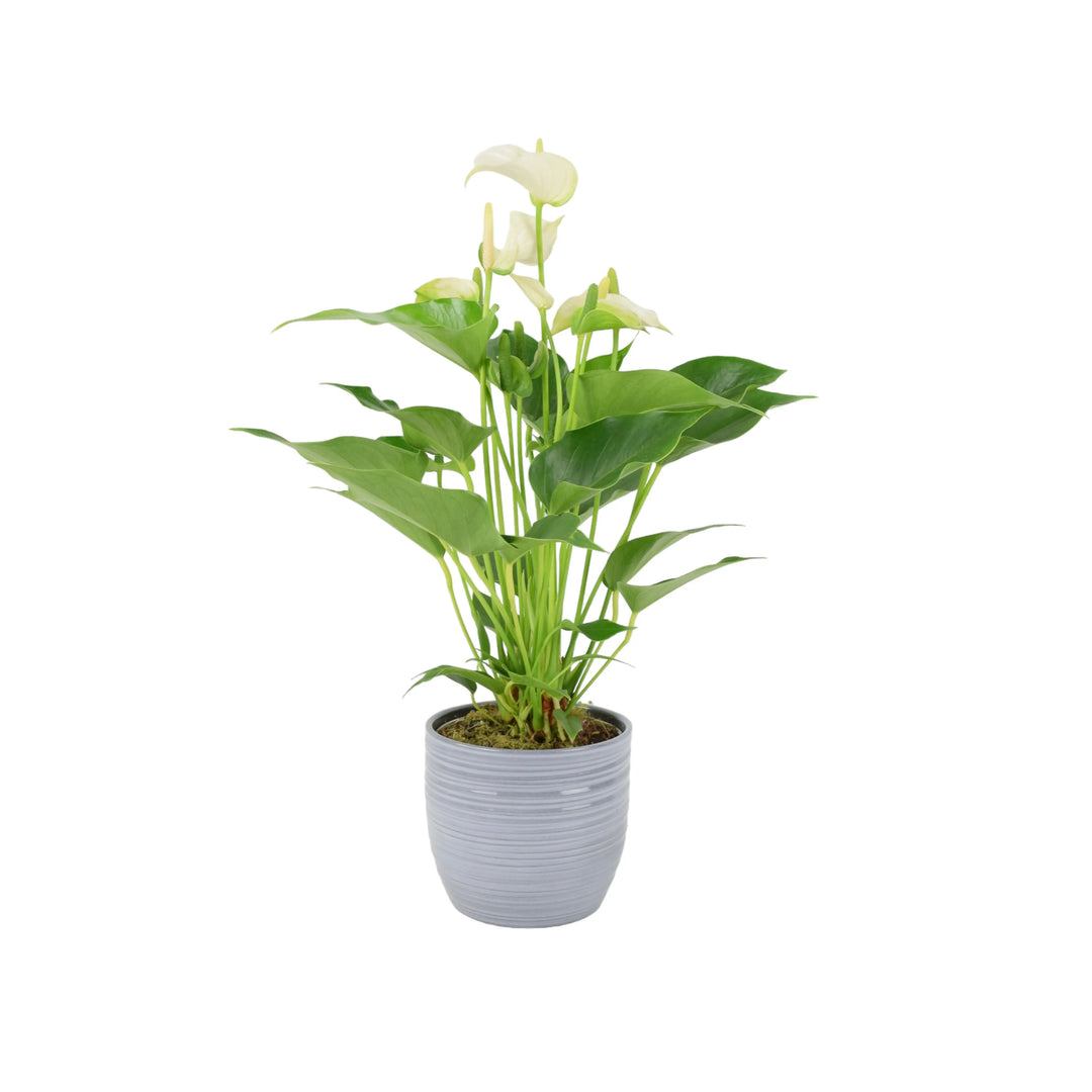 Anthurium White 12cm