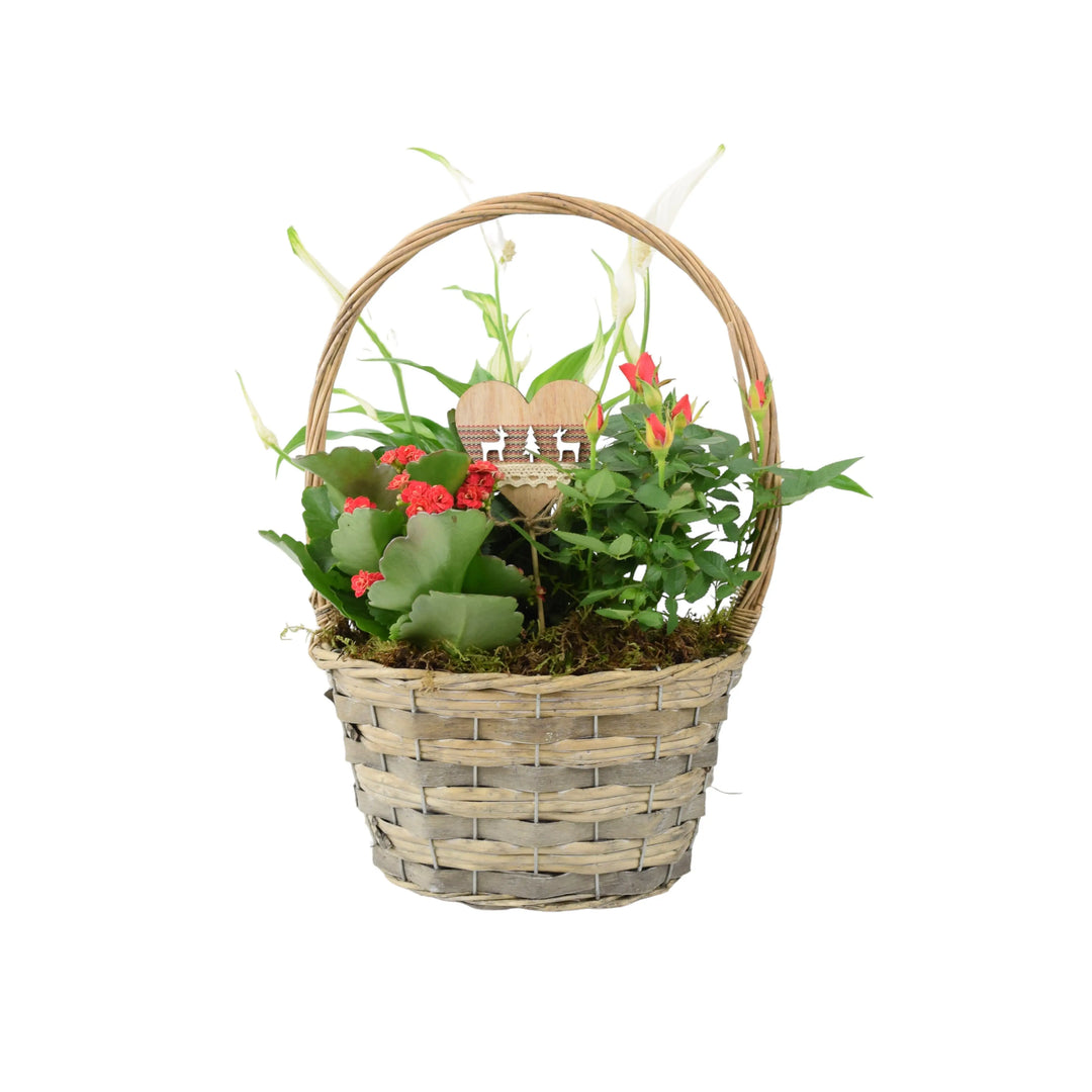 Christmas Indoor Small Planted Basket with Christmas Pick Plants By Post