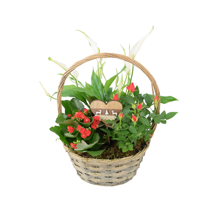 Christmas Indoor Small Planted Basket with Christmas Pick Plants By Post