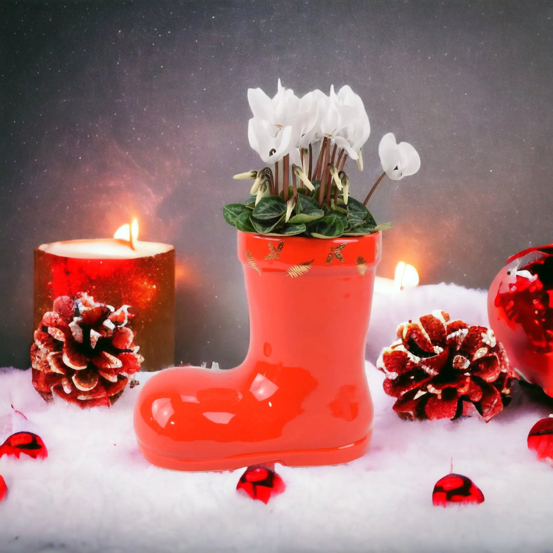 Festive Boot Cyclamen Seasonal Planter