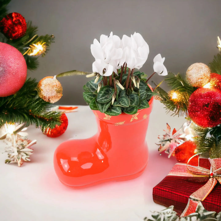 Festive Boot Cyclamen Seasonal Planter