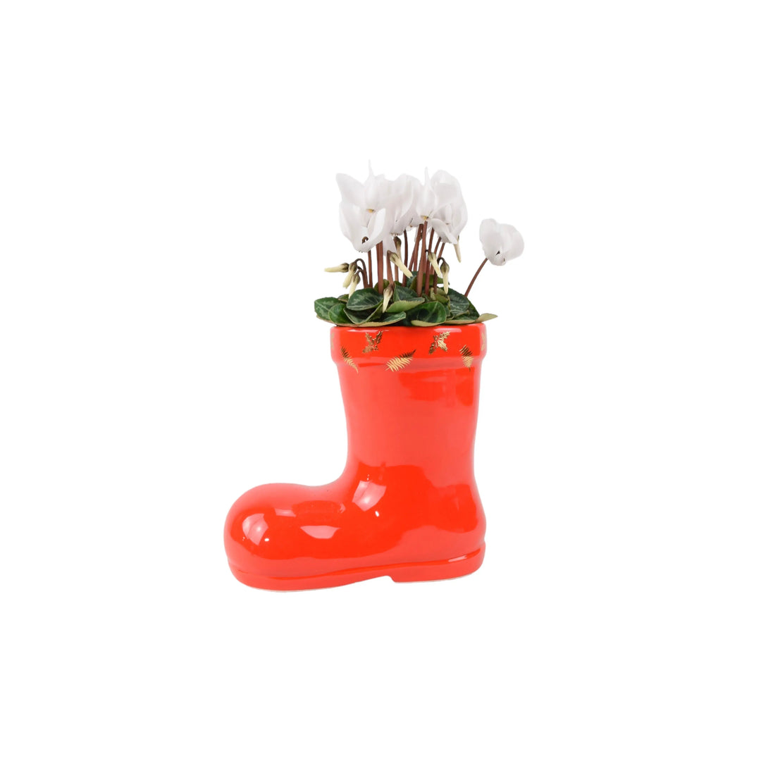 Festive Boot Cyclamen Seasonal Planter