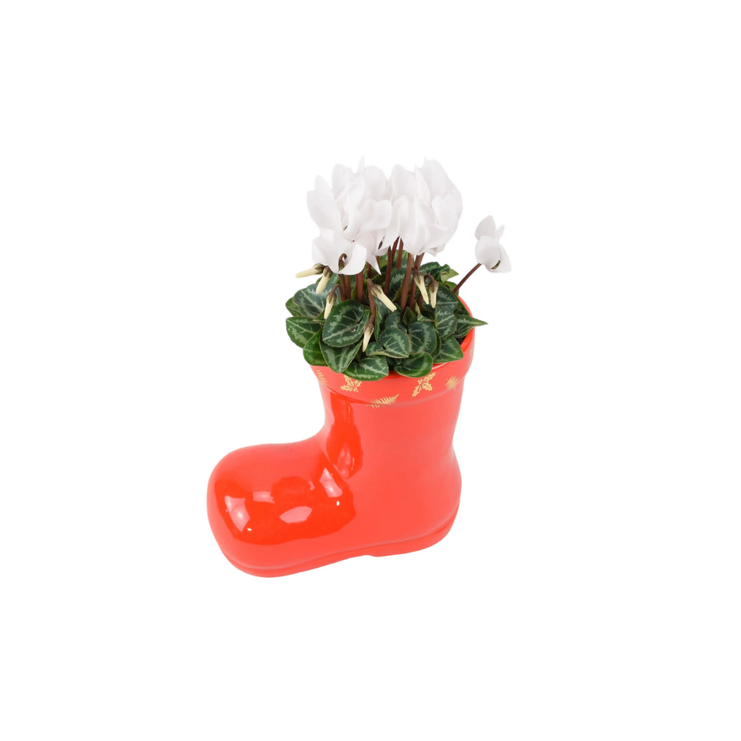 Festive Boot Cyclamen Seasonal Planter