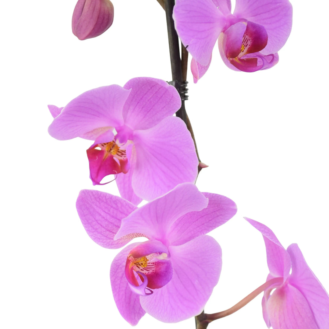 Phalaenopsis Orchid 2 Stem Pink UK grown & Peat Free in 12cm Pot