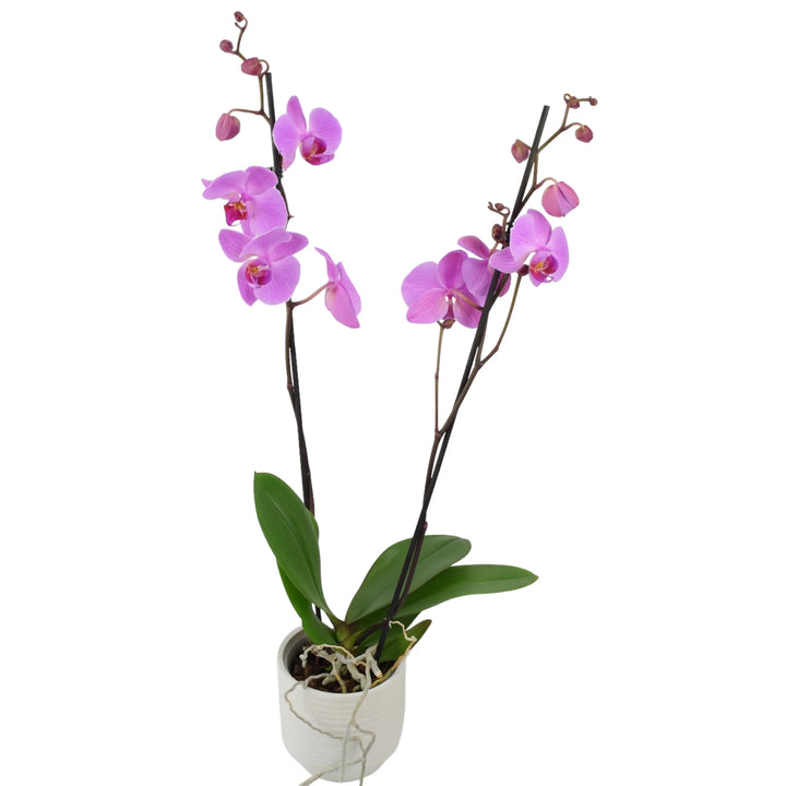 Phalaenopsis Orchid 2 Stem Pink UK grown & Peat Free in 12cm Pot