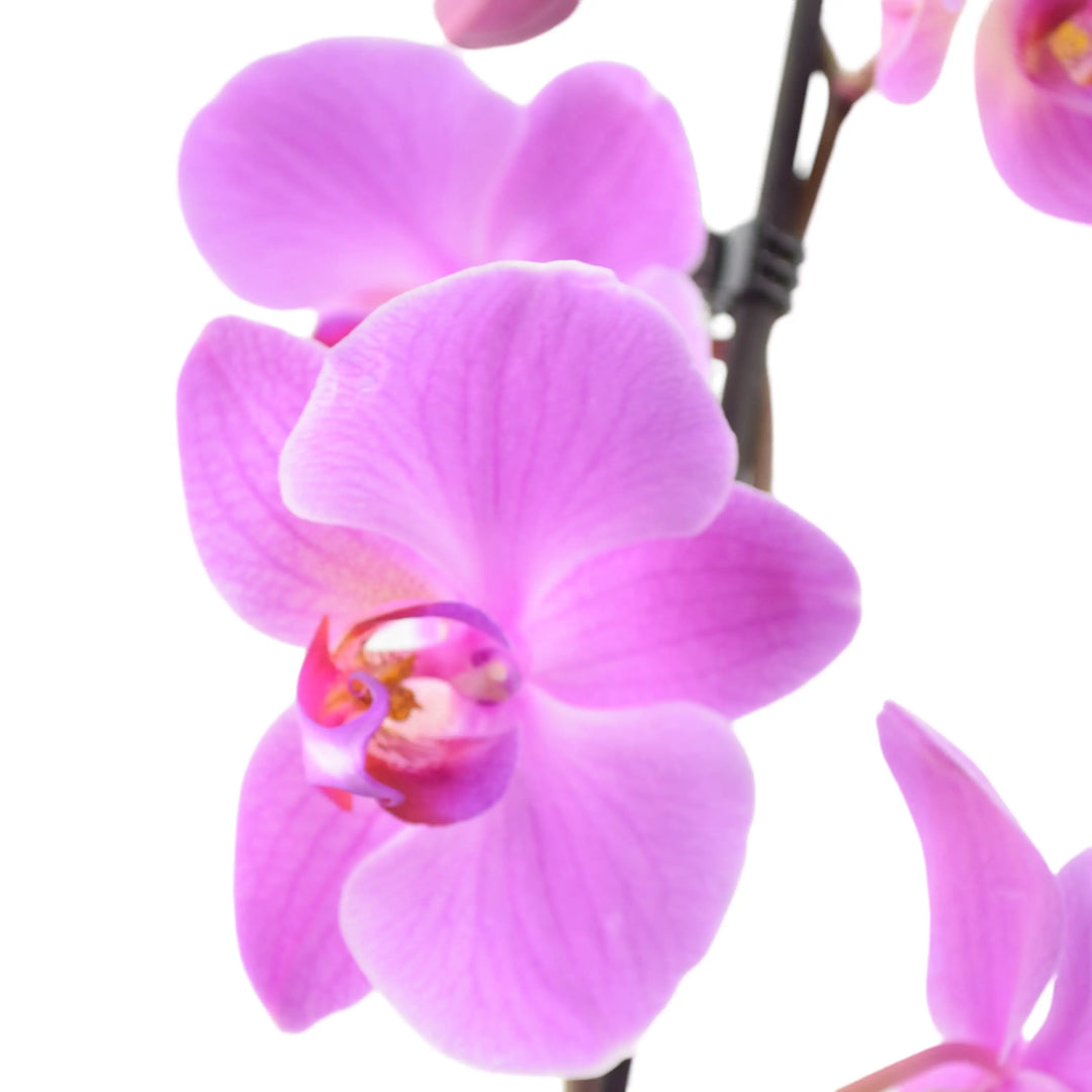 Phalaenopsis Orchid 2 Stem Pink UK grown & Peat Free in 12cm Pot