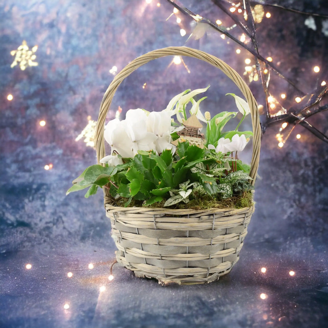 Christmas Indoor Large Planted White Basket Plants By Post