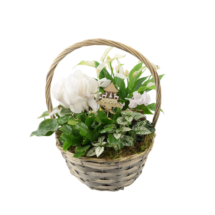 Christmas Indoor Large Planted White Basket Plants By Post