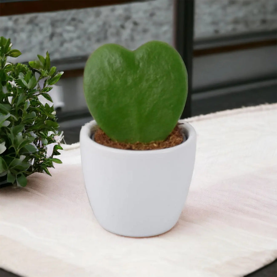 Hoya Kerrii Plant 6cm Pot Heart Shaped Succulent Plant Plants By Post