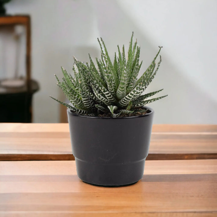 Haworthia Fasciata Big Band 10.5cm Plants By Post