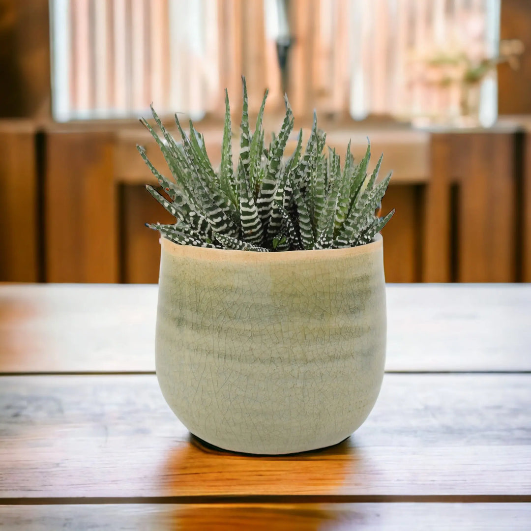 Haworthia Fasciata Big Band 10.5cm Plants By Post