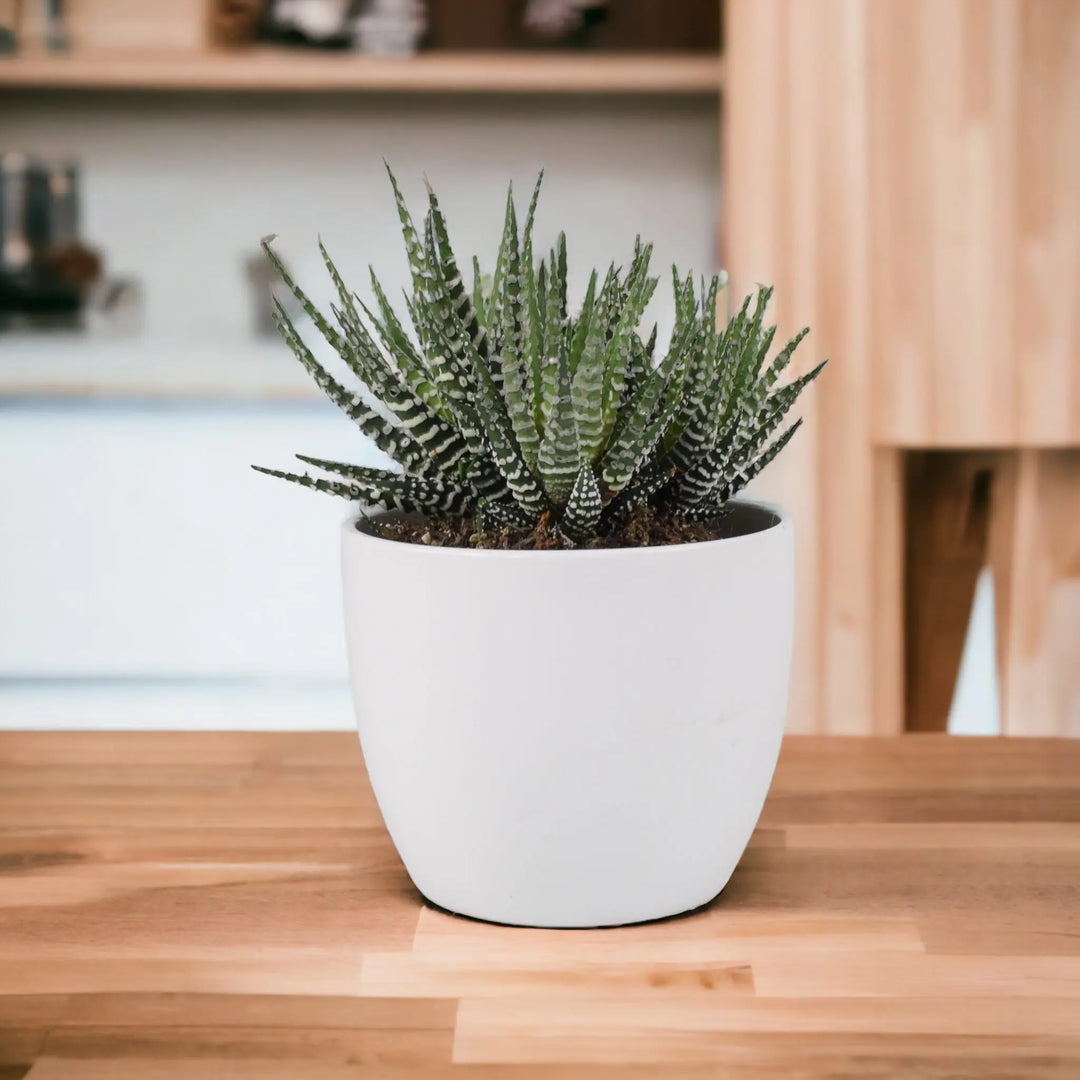 Haworthia Fasciata Big Band 10.5cm Plants By Post