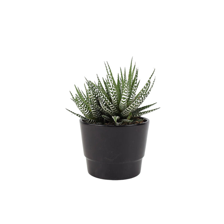 Haworthia Fasciata Big Band 10.5cm Plants By Post