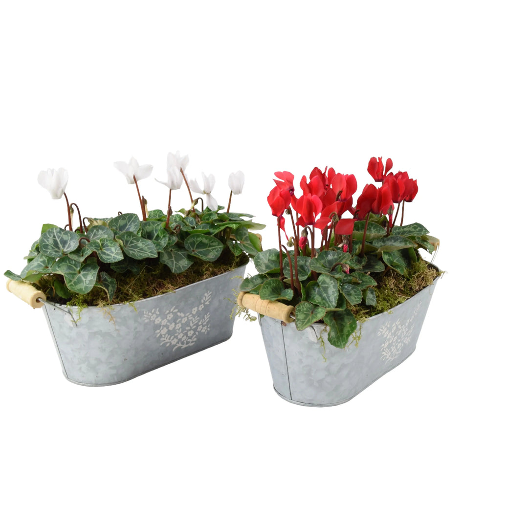 Cyclamen Floral Planted Trough Plants By Post