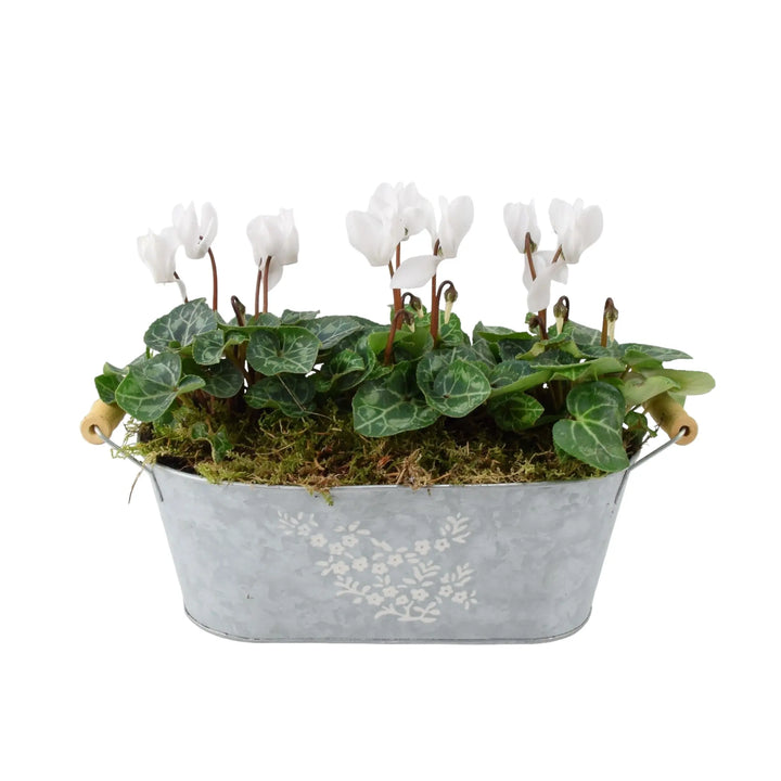 Cyclamen Floral Planted Trough Plants By Post