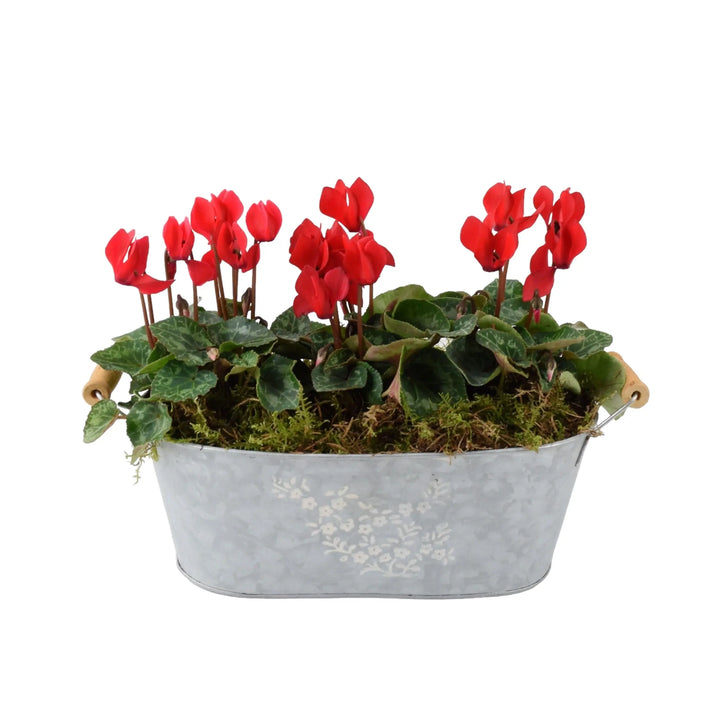 Cyclamen Floral Planted Trough Plants By Post