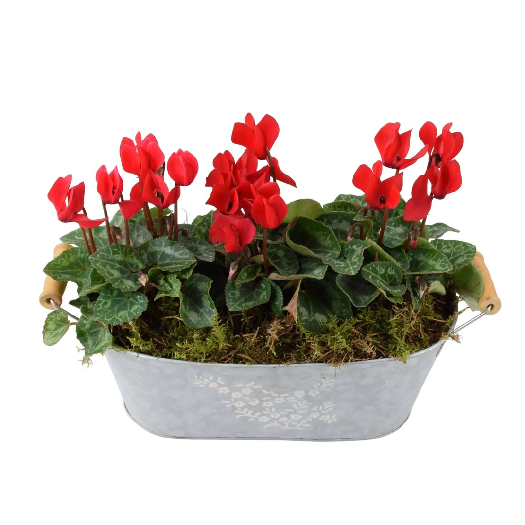 Cyclamen Floral Planted Trough Plants By Post