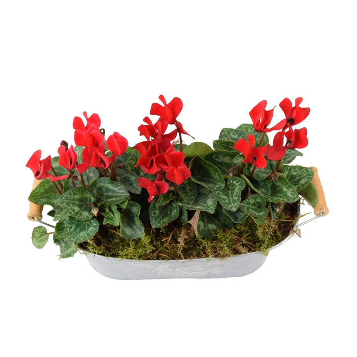 Cyclamen Floral Planted Trough Plants By Post