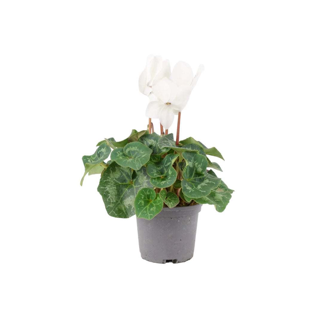 Cyclamen White 13cm Pot Plants By Post